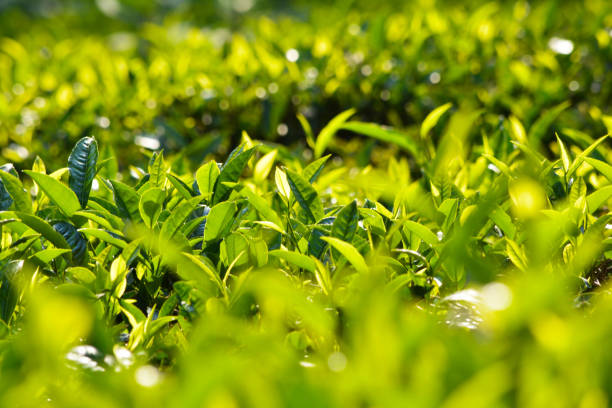 istock Close up of Fresh Green Tea Leaves 1164897127