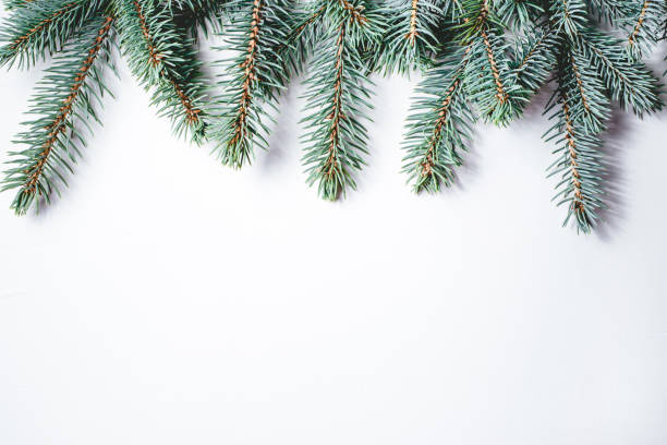 istock Fir branches on white background. Christmas wallpaper. 1164898079