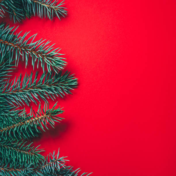 istock Fir branches on red background. Christmas wallpaper. 1164898179