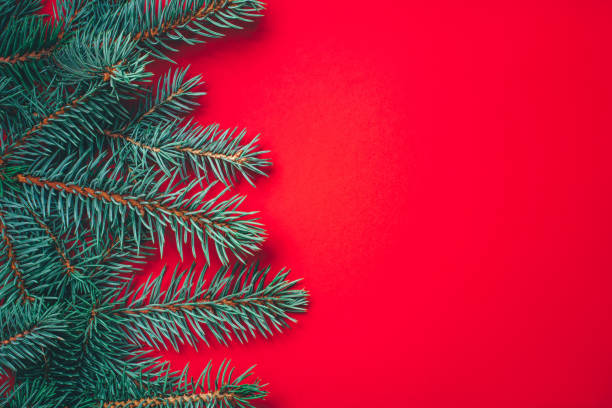 istock Fir branches on red background. Christmas wallpaper. 1164898182