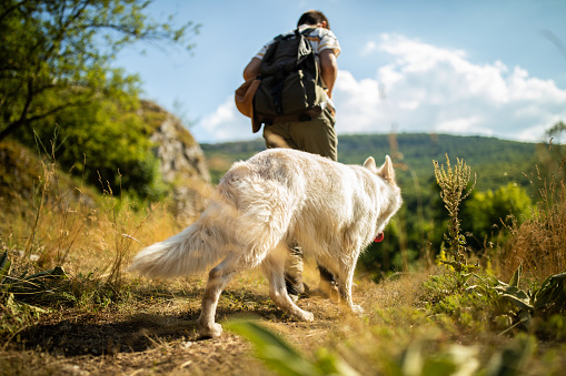 Boy walking in beautiful nature on sunny day, with backpack and his Belgian Malinois dog, rear view