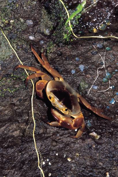 istock Toproped crab. Ghoshalkhamb, Maharashtra, India. 1164898618