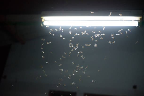 istock moth flying in the fire ,the neon light in night time, it's raining time. 1164898679