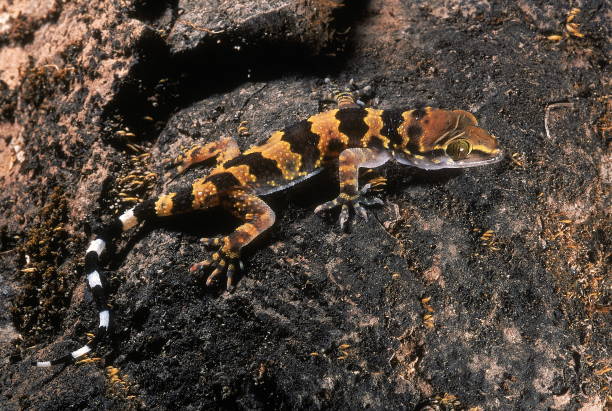 Hemidactylus maculatus BANDED ROCK GECKO. JUVENILE. Photographed on Sinhagad Fort, near Pune, Maharashtra, INDIA. Hemidactylus maculatus BANDED ROCK GECKO. JUVENILE. Photographed on Sinhagad Fort, near Pune, Maharashtra, INDIA. 3610 stock pictures, royalty-free photos & images