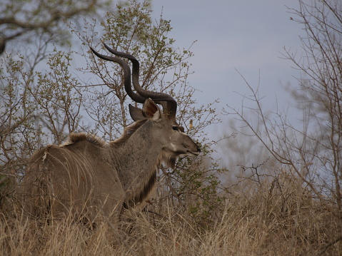 Elephant plains is rich of wildlife, at western border of Kruger National Park
