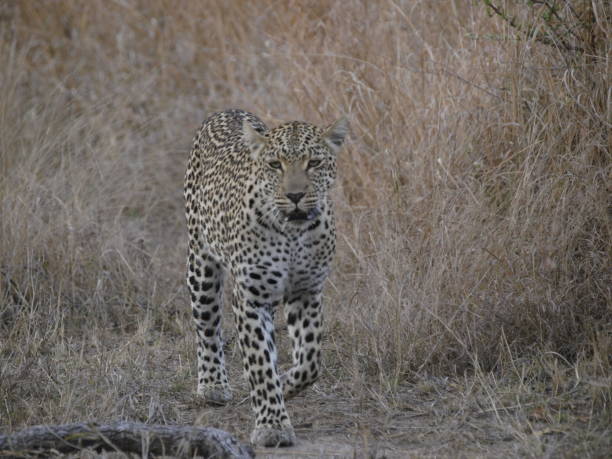 istock Elephant plains, Sabi Sand Game Reserve, South Africa 1164899694