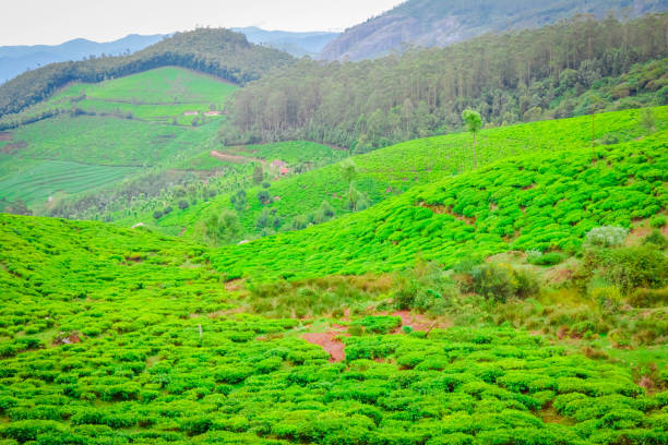 istock Beautiful Green Tea plantations, Munnar 1164899826