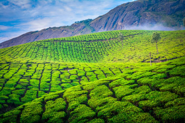 istock Beautiful Green Tea plantations, Munnar 1164899827