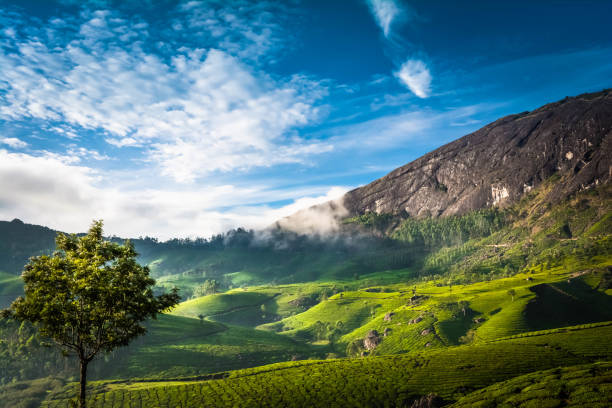 istock Beautiful Green Tea plantations, Munnar 1164899830