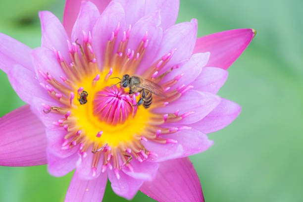 istock pink lotus with bee collecting pollen 1164899831