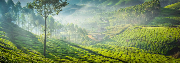 istock Beautiful Green Tea plantations, Munnar 1164899832