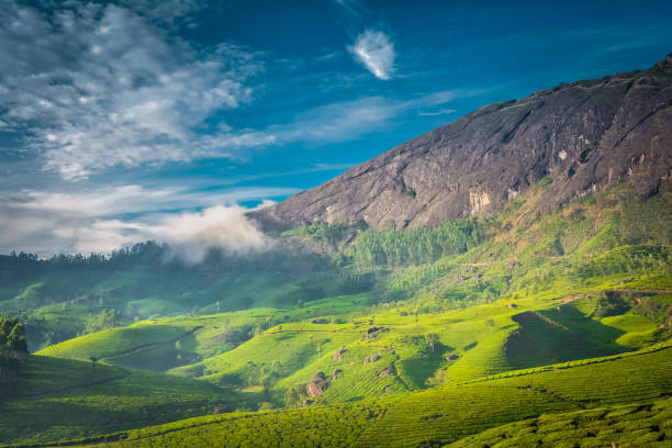 istock Beautiful Green Tea plantations, Munnar 1164899833