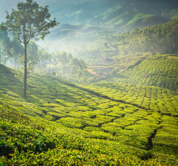 istock Beautiful Green Tea plantations, Munnar 1164899839