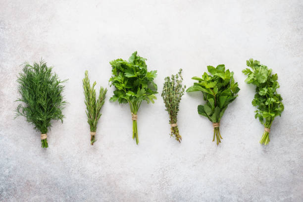 istock Various fresh herb bundles on gray background. 1164900099