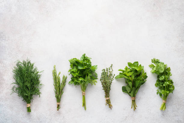istock Fresh herbs on gray background. Various ingredients for cooking. 1164900212