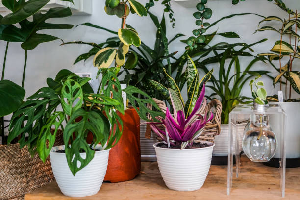 istock indoor ornamental plants decorations 1164901059