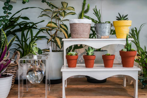 istock indoor ornamental plants decorations 1164901061