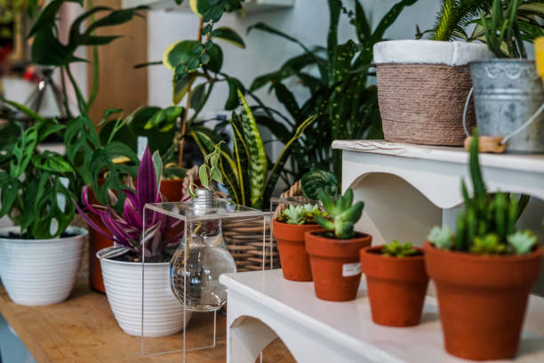 istock indoor ornamental plants decorations 1164901087