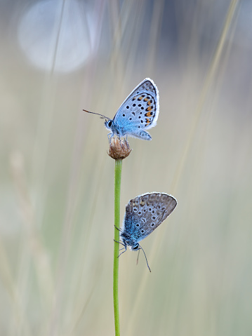Silver-studded Blue Butterflies - Plebejus argus, at dusk. Defocused background.
