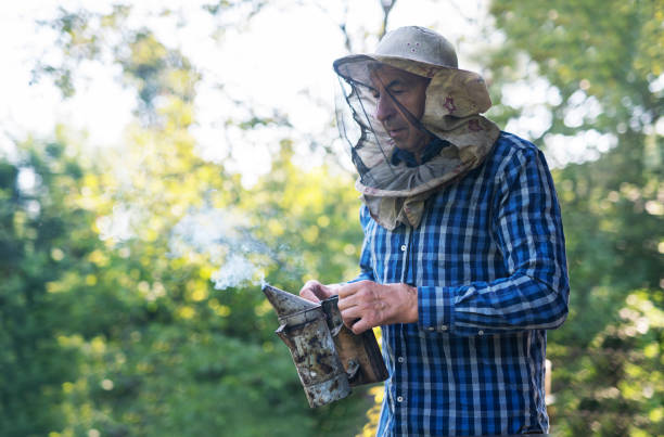 istock Beekeeper preparing smoker to check beehives. 1164902459