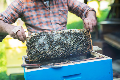 Beekeeper Holding honey comb with a lot bees on it, focus on foreground.