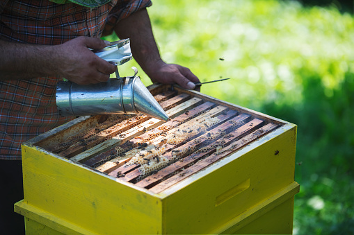 Unrecognizable adult beekeeper holding smoker for calming bees, he working an open beehive outdoor at sunlight.