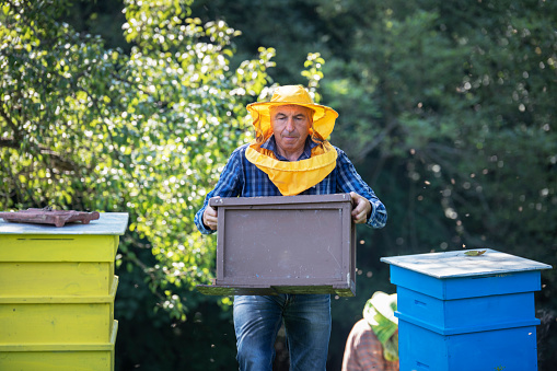 Portrait of walking beekeeper with wooden box with honeycombs inside, collecting honey process.