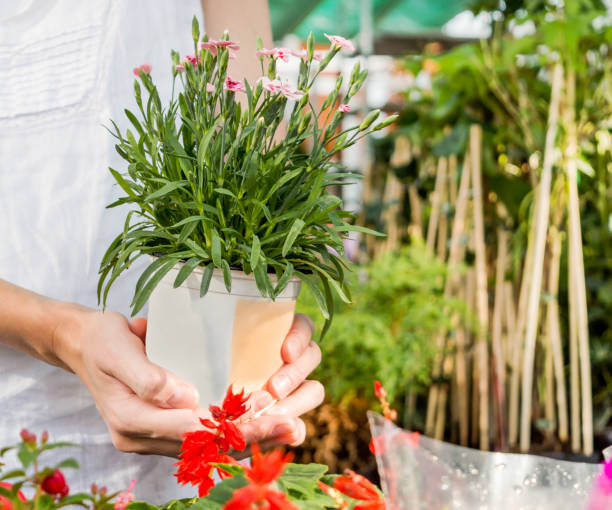 istock Women's hand holding a flower pot 1164902634