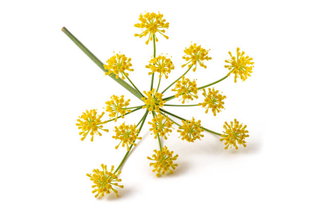 istock Wild fennel flowers 1164902835