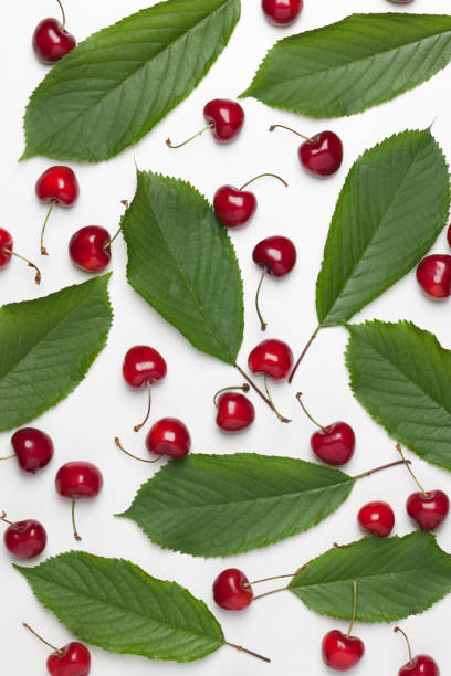 istock sweet cherry with leaves 1164903001