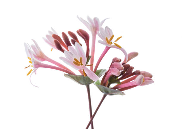 fleurs roses de chèvrefeuille - honeysuckle pink photos et images de collection