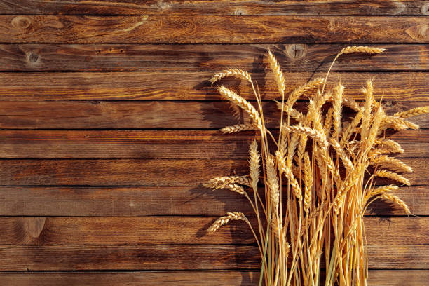 istock Wheat on a rustic wooden background in sunset light, overhead view. 1164904084