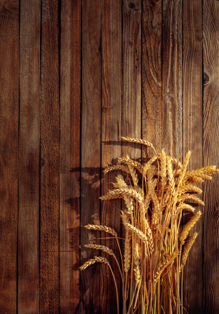 istock Wheat on a rustic wooden background in sunset light, overhead view. 1164904095