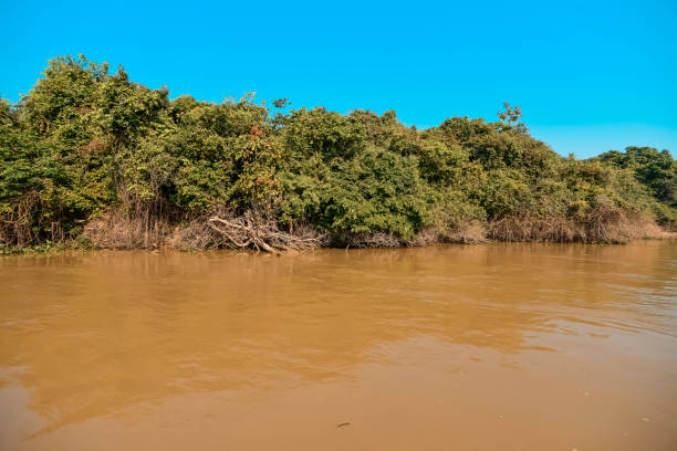 istock landscape of river and jungle 1164904283
