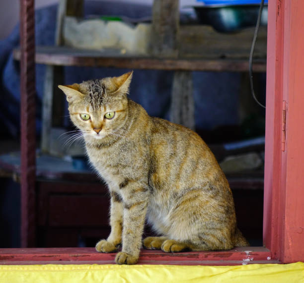 istock A cute cat relaxing at rural house 1164904714