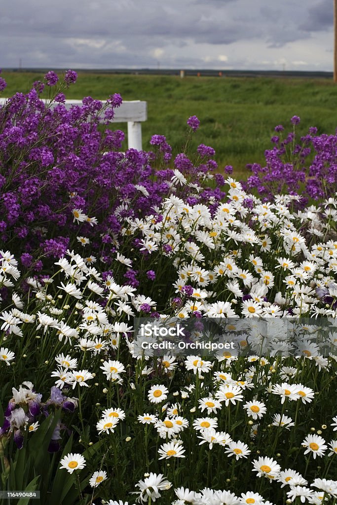 다양한 꽃을 프레리 - 로열티 프리 꽃-식물 스톡 사진