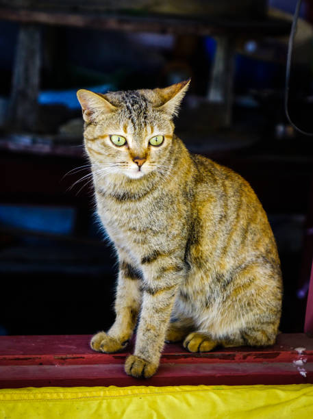 istock A cute cat relaxing at rural house 1164904845
