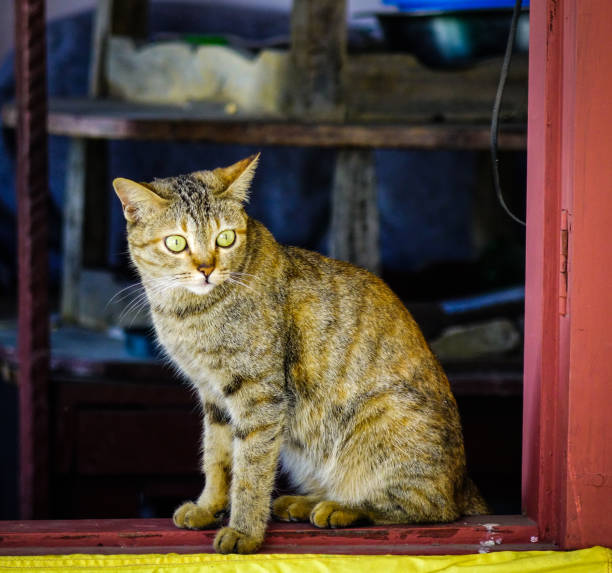 istock A cute cat relaxing at rural house 1164904849