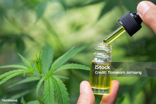Cbd 대마 오일 마리화나 식물에 대한 대마초 오일의 손을 들고 한방 치료 대체 의학 건강관리와 의술에 대한 스톡 사진 및 기타 ...