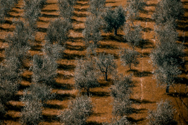 TREES IN SIERRA DE TRAMONTANA, MALLORCA, BALEARIC ISLANDS
