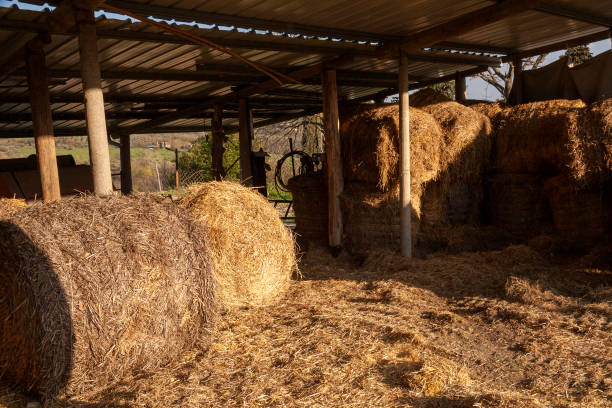 istock Some hay bales stacked in the barn 1164905769