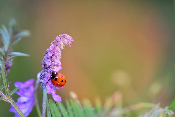 A  red Ladybug   (  Coccinellidae  )  on plant in nature with aphids and many copy space
