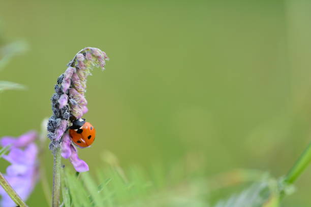 istock One red Ladybug   (  Coccinellidae  )  on plant in green nature 1164905942