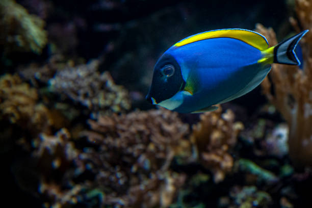 istock Colorful underwater wildlife we absolutely need to preserve 1164905943