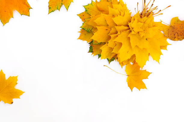 istock Autumn composition of maple leaves 1164906289