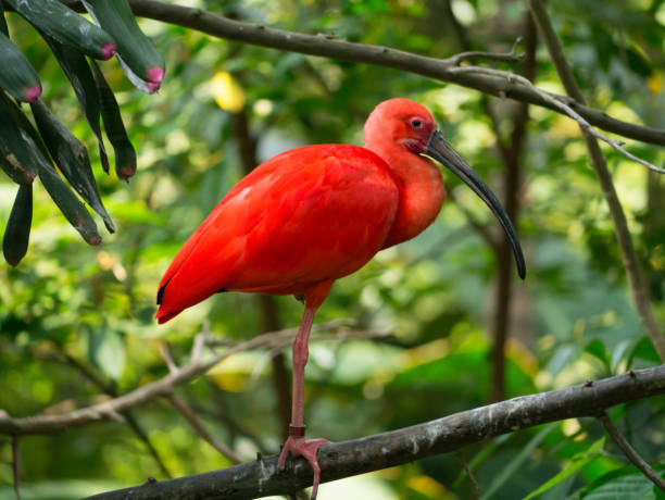 istock Adult scarlet ibis (Eudocimus ruber) 1164906877