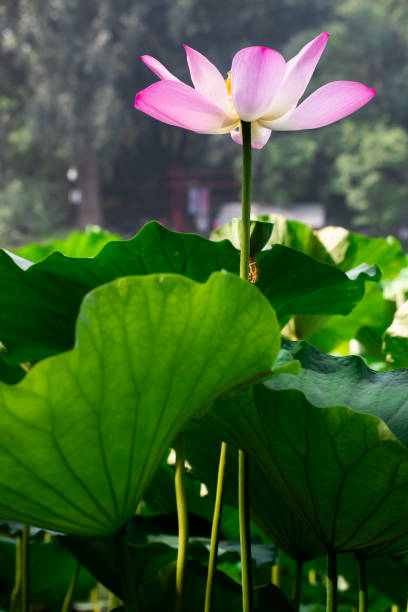 istock Lotus flower blooming in lotus pond 1164906878