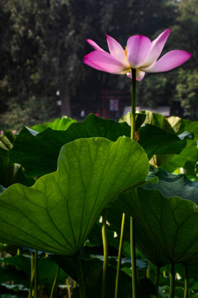 istock Lotus flower blooming in lotus pond 1164906971