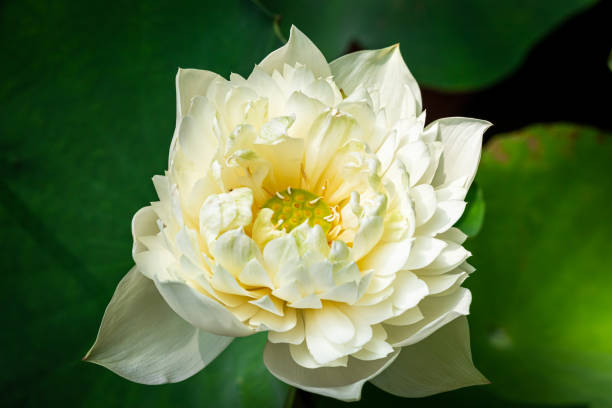 istock White lotus in lotus pond 1164907917