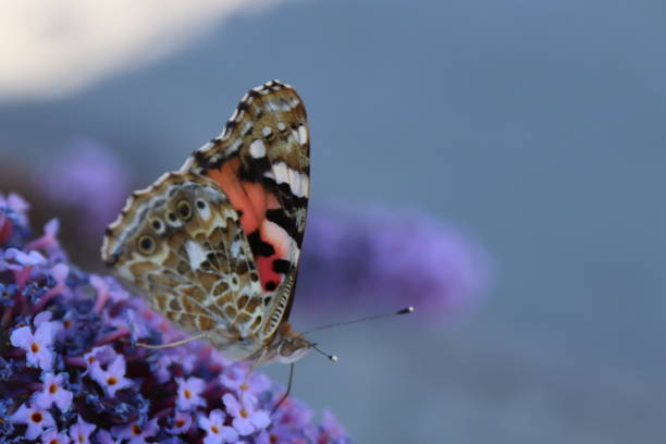 istock Butterfly in butterflies bush 1164908207